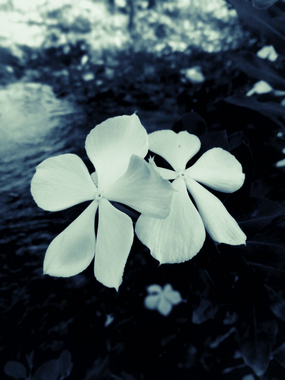 Photo #10576157