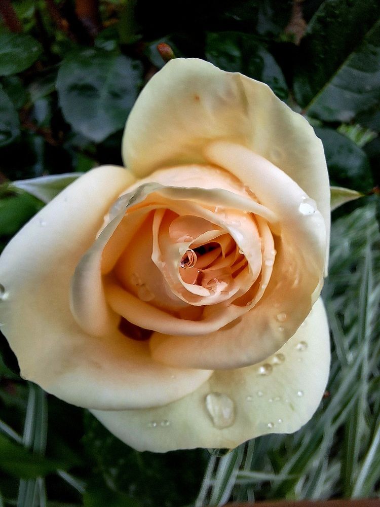 Photograph by Igor Chechin