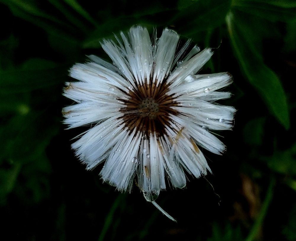 Цветок на обочине