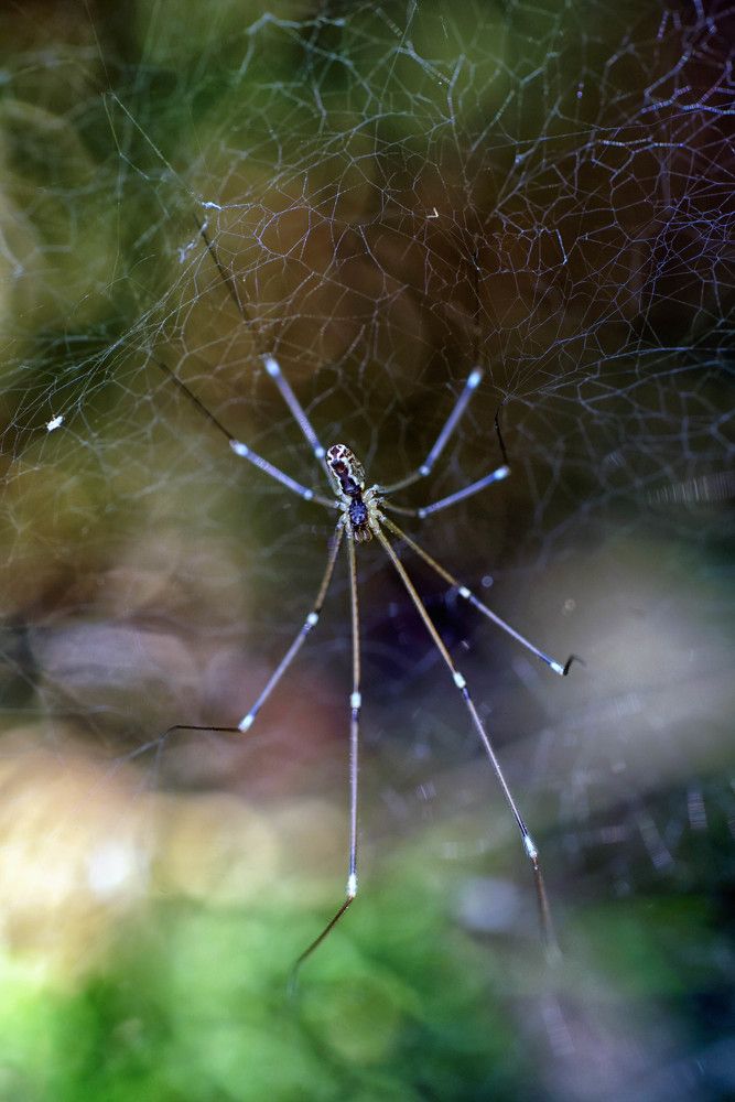 Photograph by Mário C.