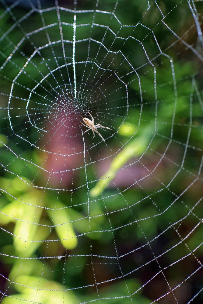Photograph by Mário C.