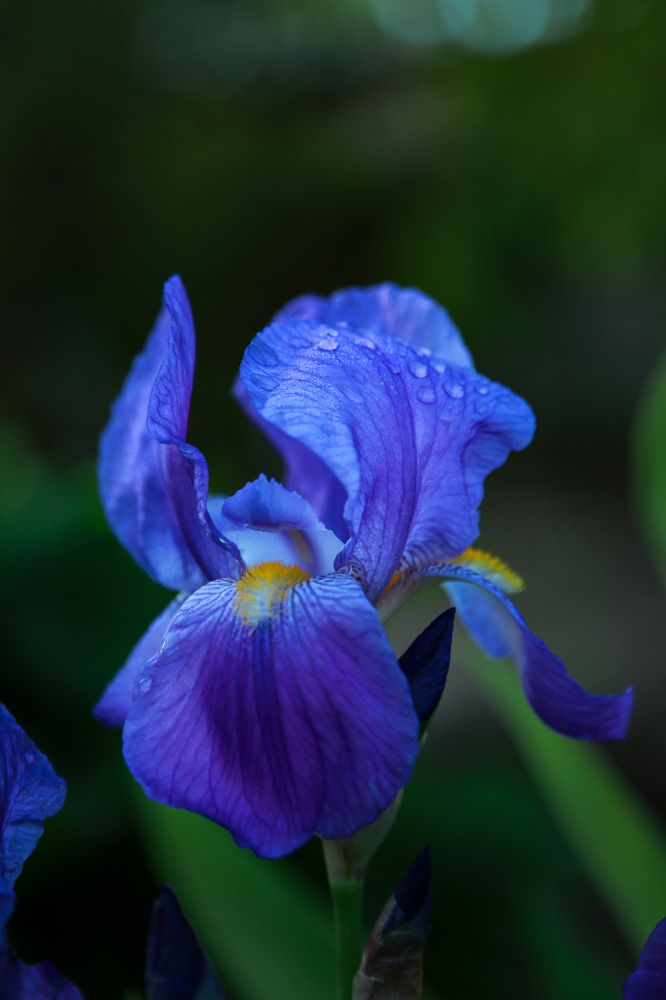 Фотография автора Олеся Лукьяненко