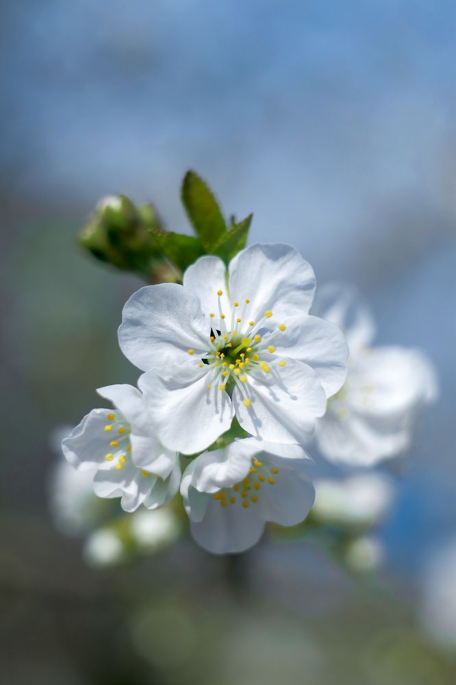 Фотография автора Олеся Лукьяненко