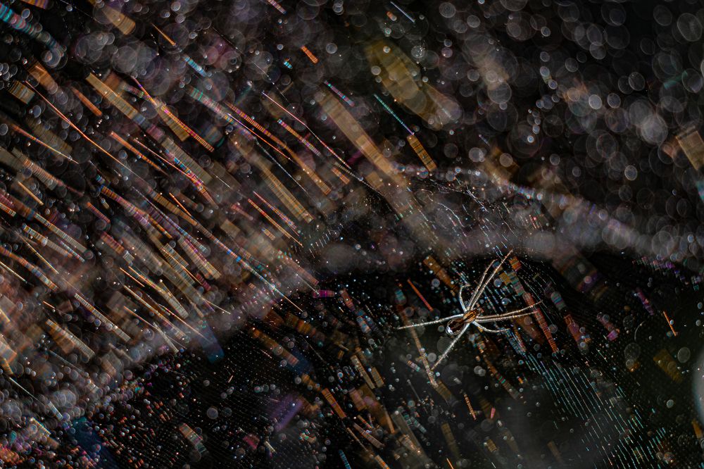 Photograph by Easa Lebbe Muhammed Jamsith