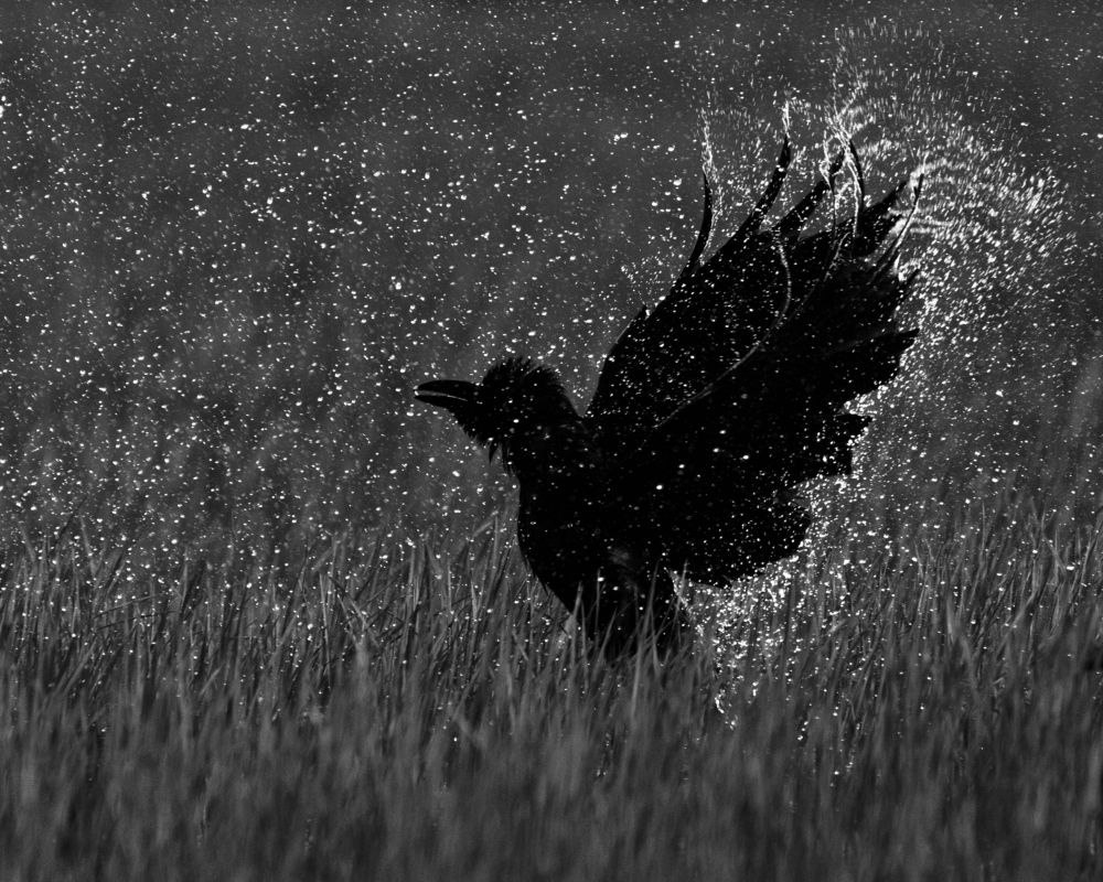 Photograph by Easa Lebbe Muhammed Jamsith