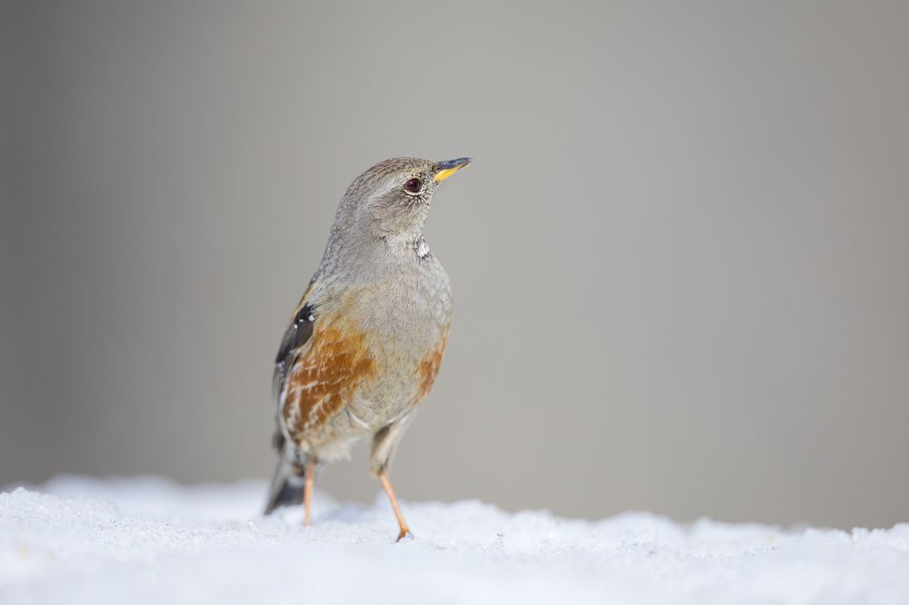 Photograph by Marco Rondi