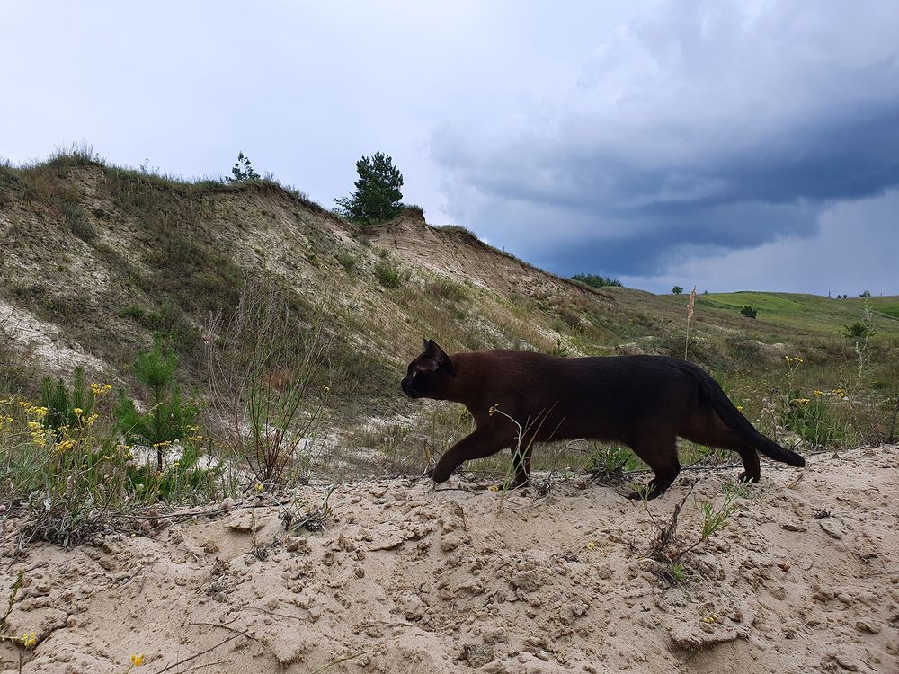 Фотография автора Надежда Лисицына