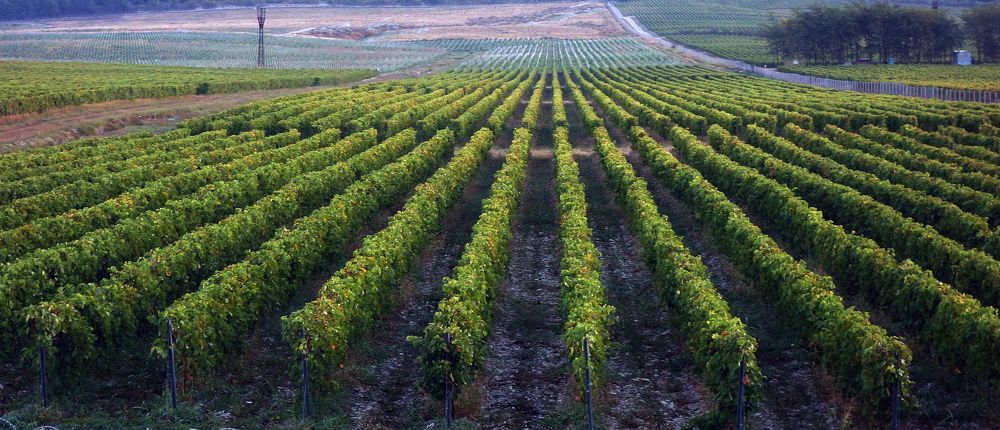 Фотография автора Сергей Гречихин