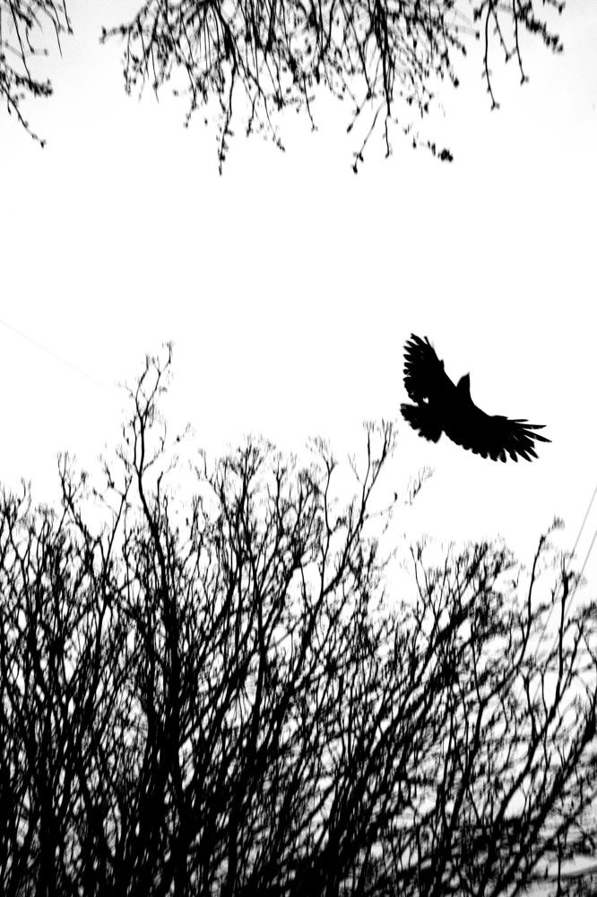 Photograph by Alb Traum