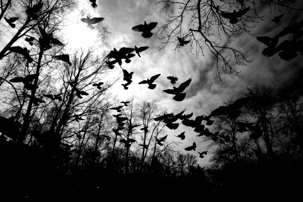 Photograph by Alb Traum
