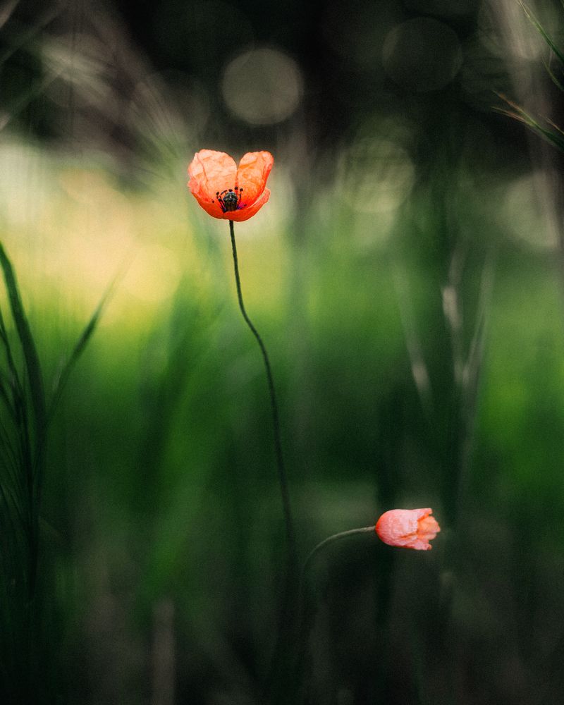 Фотография автора Oleg Suhenko
