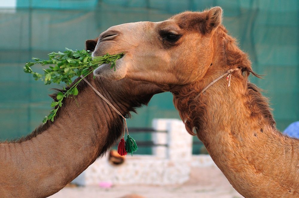 Photograph by Сергей Сережников