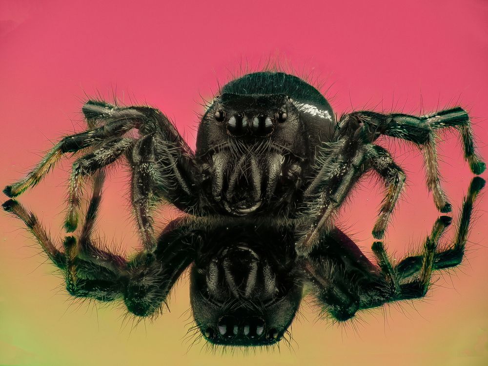 Photograph by Omar Carax