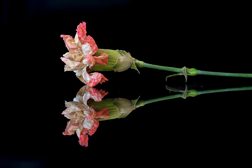 Photograph by PALLAVI