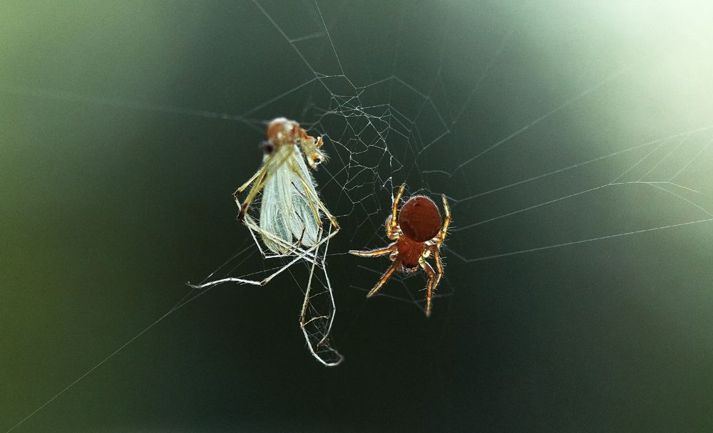 Photograph by Andrey Rut