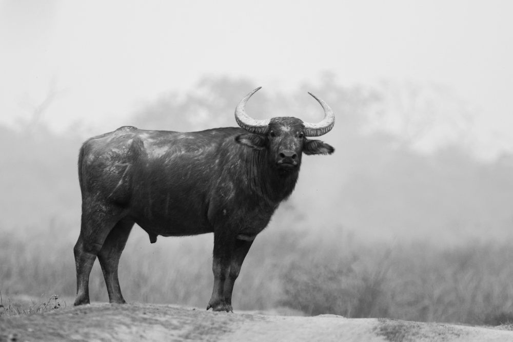 The Stare of Asian Buffalo