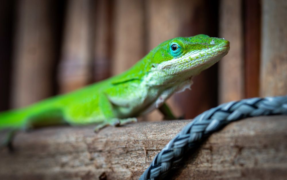 Photograph by Анатолий Костерев