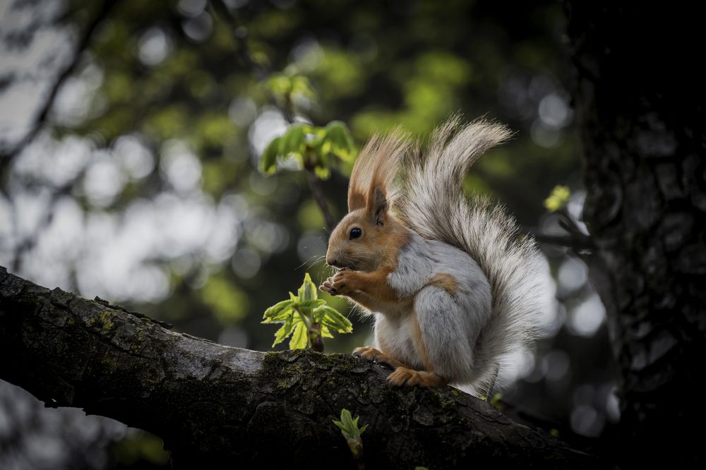 Фотография автора Константин Борунов