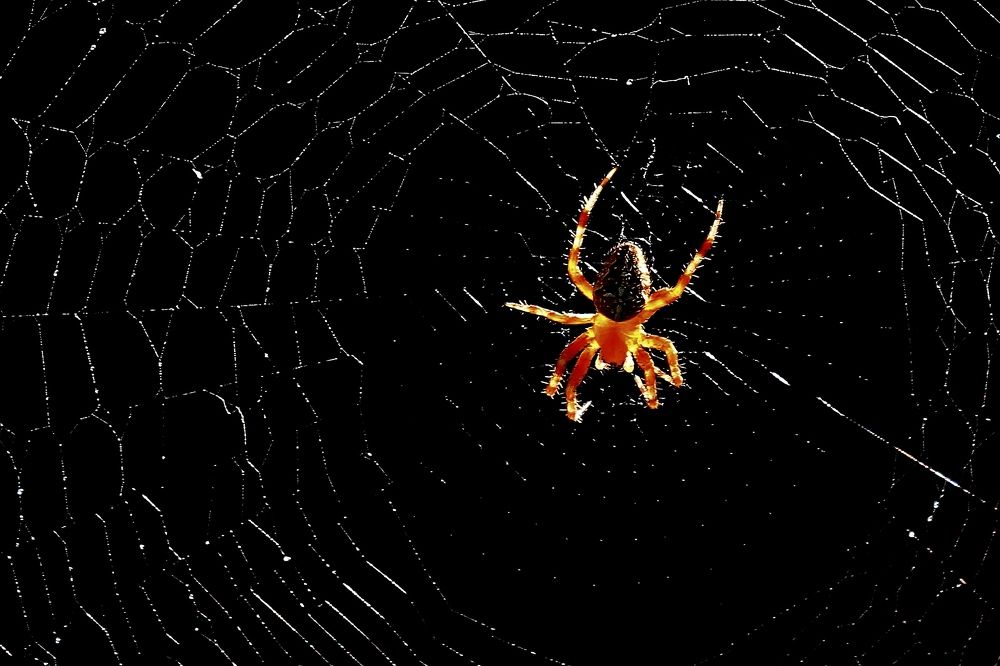 Photograph by Александр Велигура