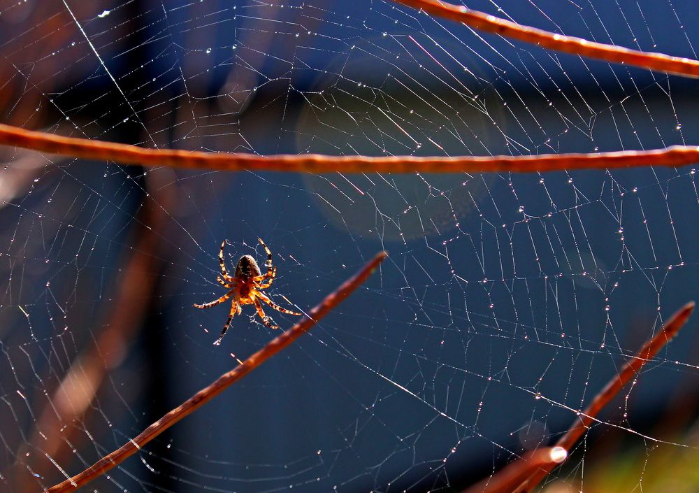 Photograph by Александр Велигура