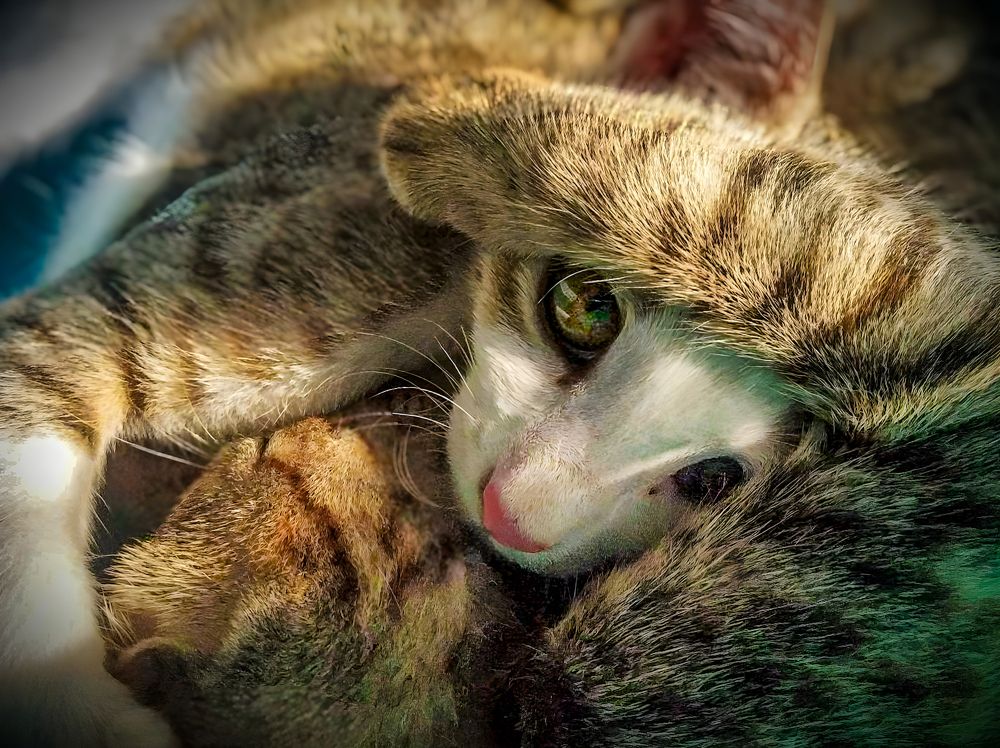 Cat Love