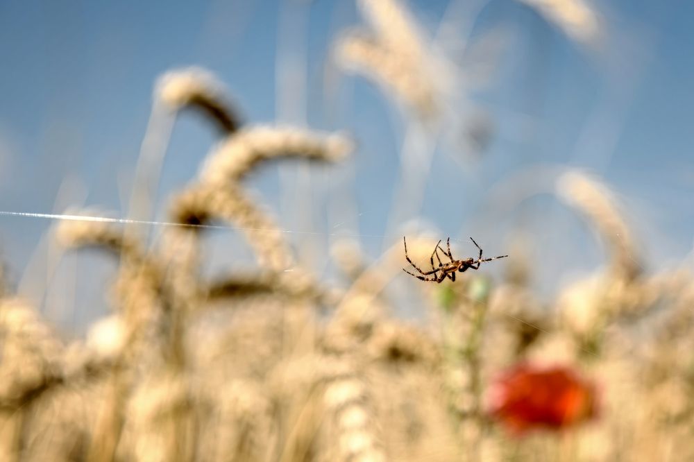 Photograph by Milan Cernak