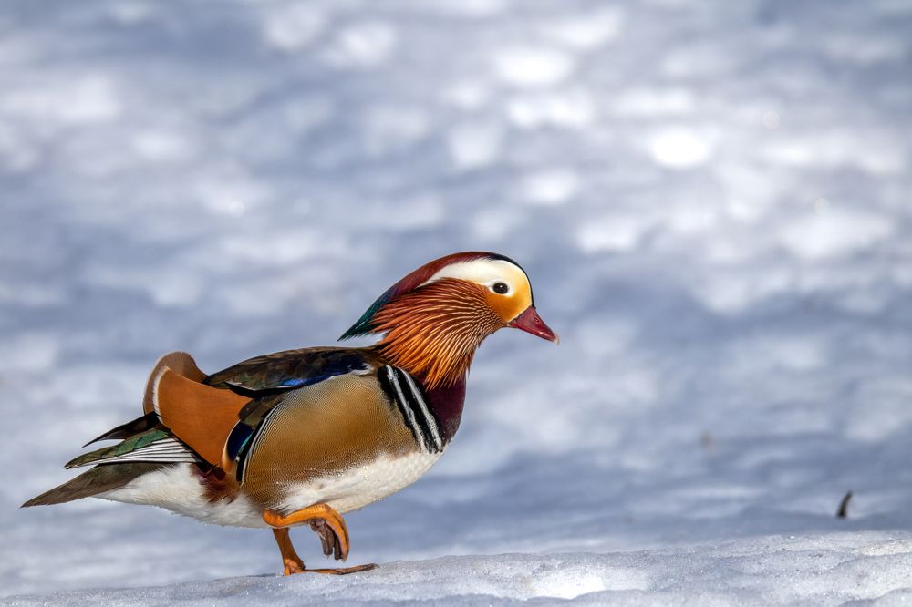 Photograph by Дарья Дрыночкина