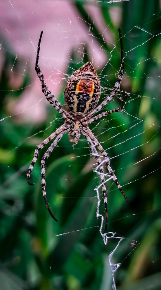 Photograph by Anass Aouissi