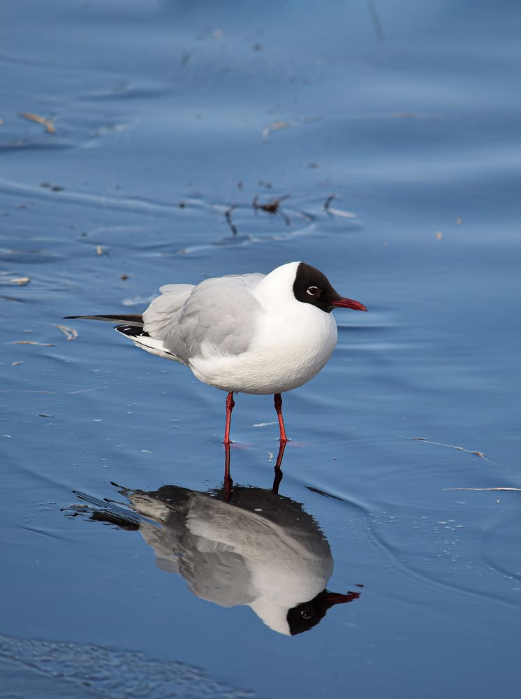 Фотография автора Оксана Льдинина