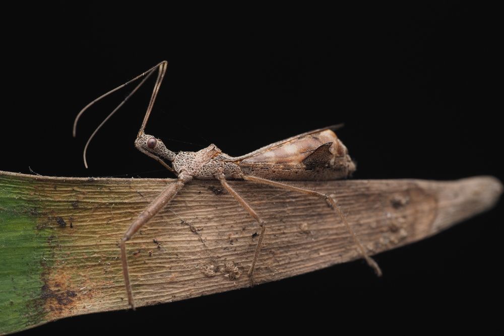 camouflage in Nature