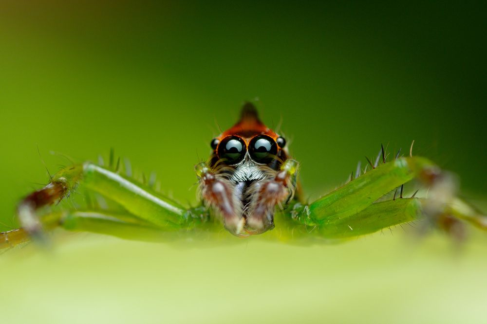 Jumping spider with mohawk hair style