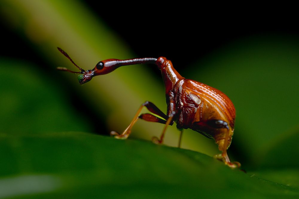 Photograph by Shahrul_Laili