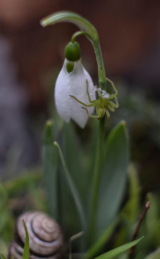Поймал снежинку