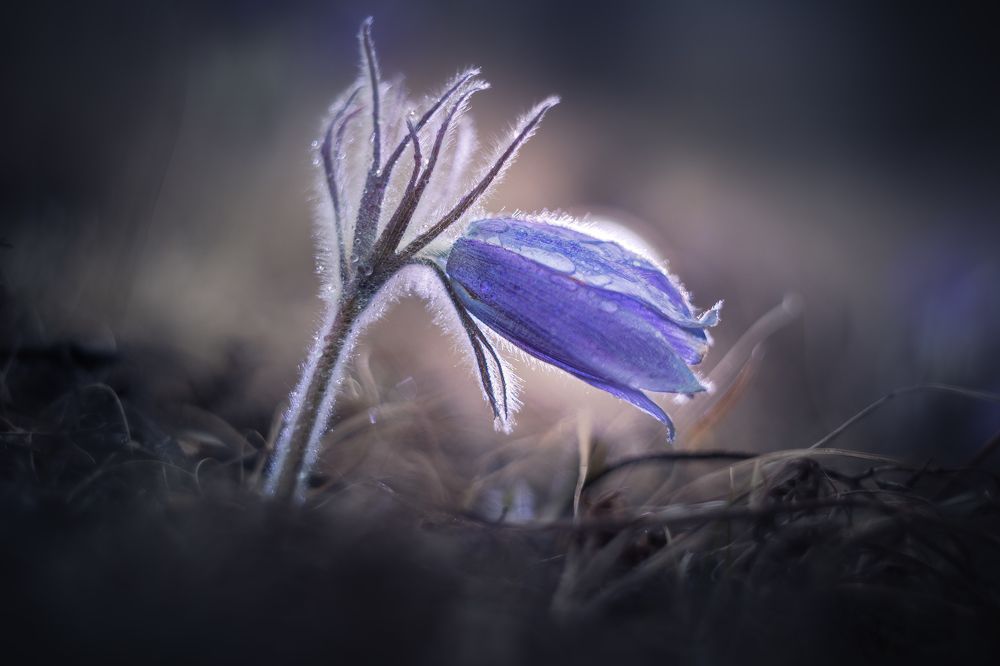 Photograph by Портных Дмитрий