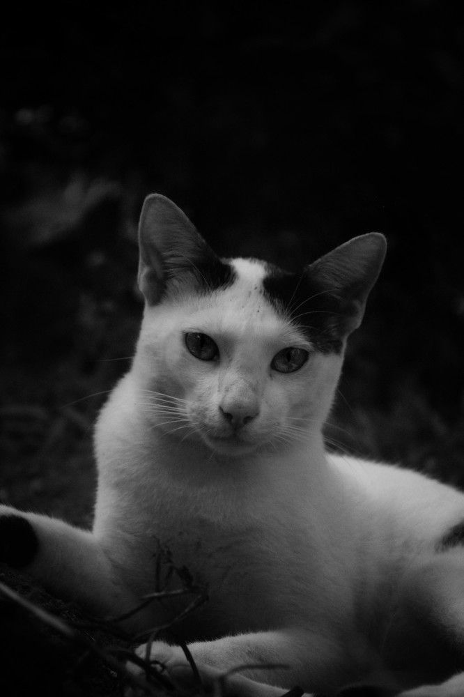ancestral stare