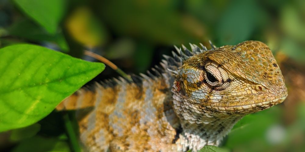 camouflaged creations