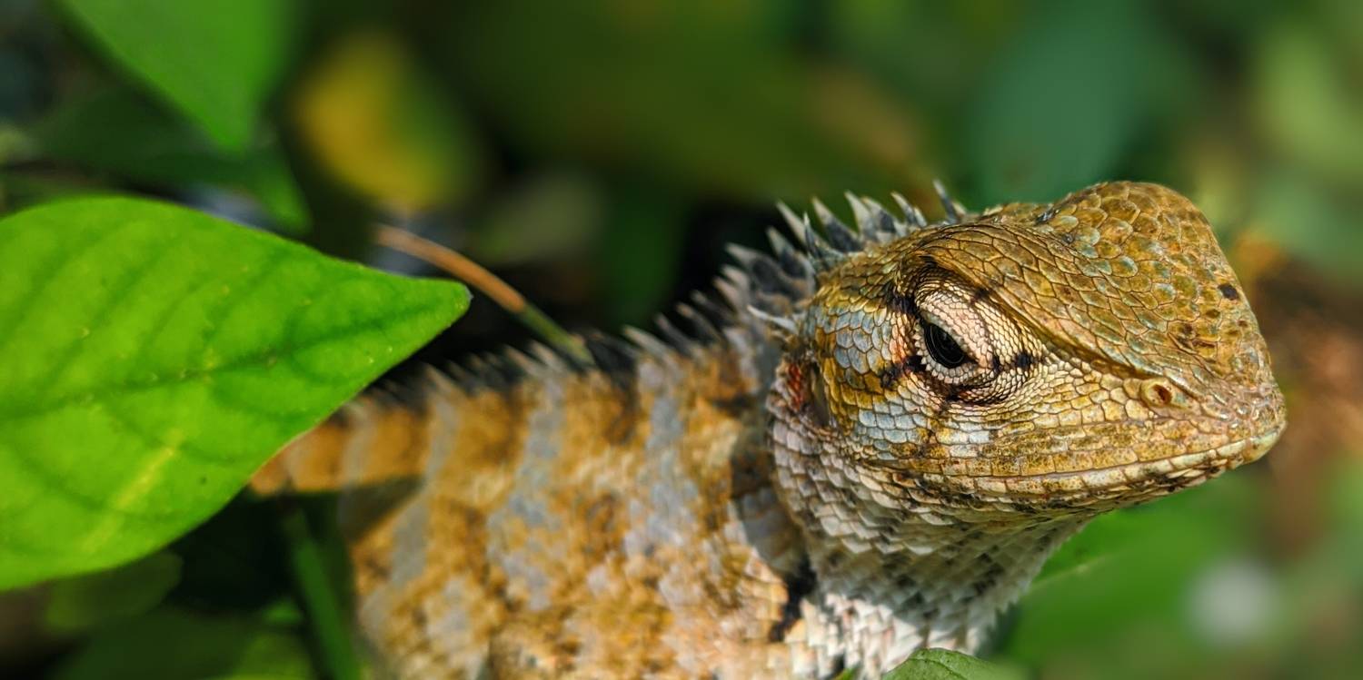 camouflaged creations