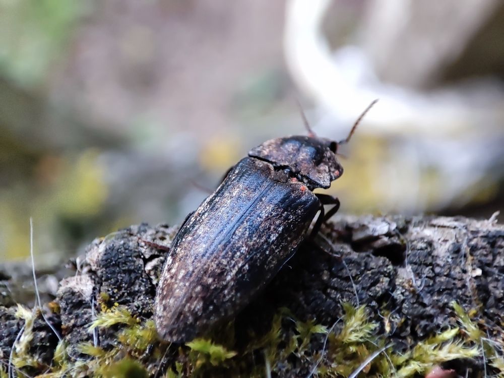 Фотография автора Irina Linina