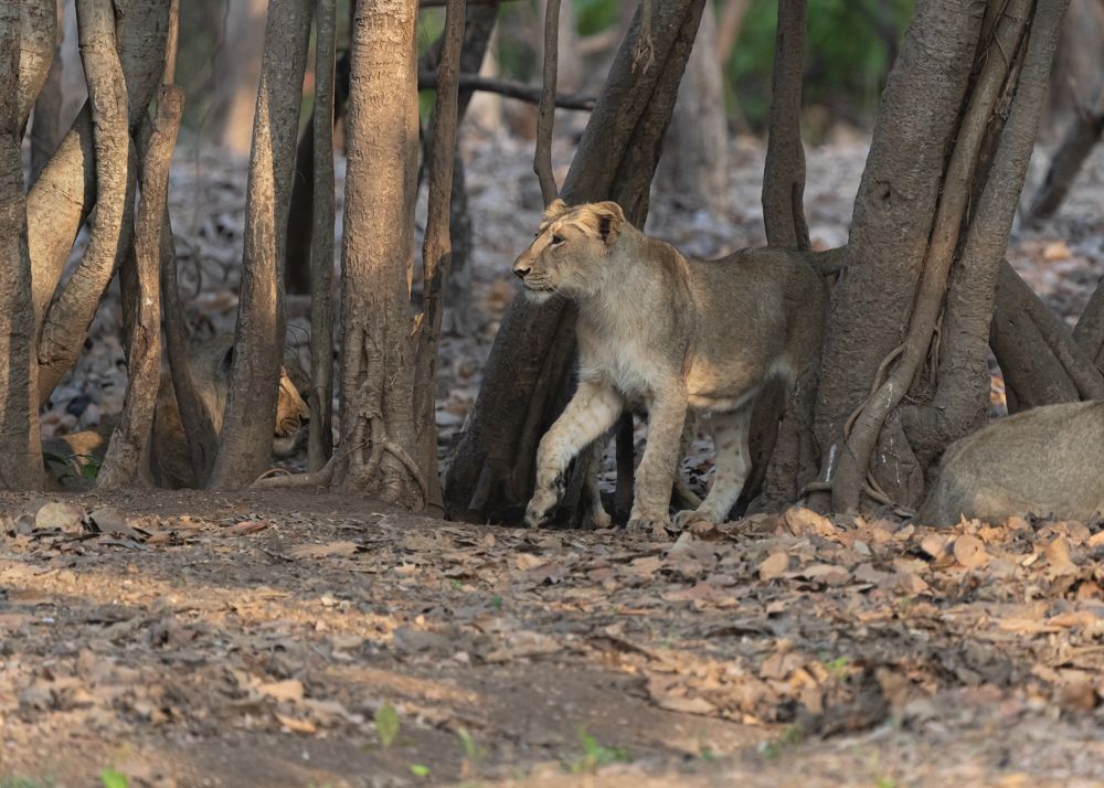 The Chromatic Nature