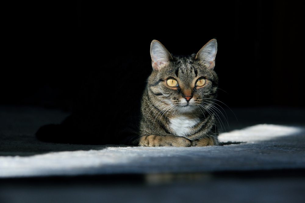 Photograph by Ксения Ворническу
