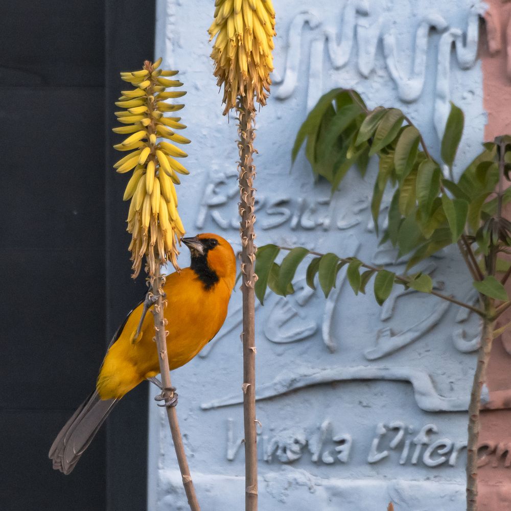 Photograph by Armando López-Guerrero