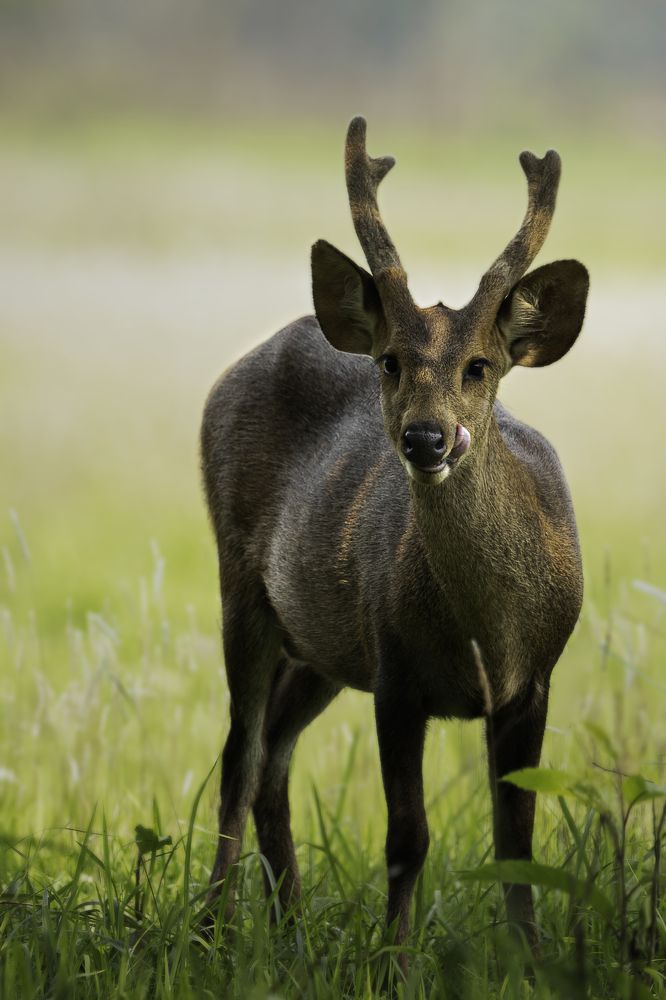 Photograph by vijay krishna