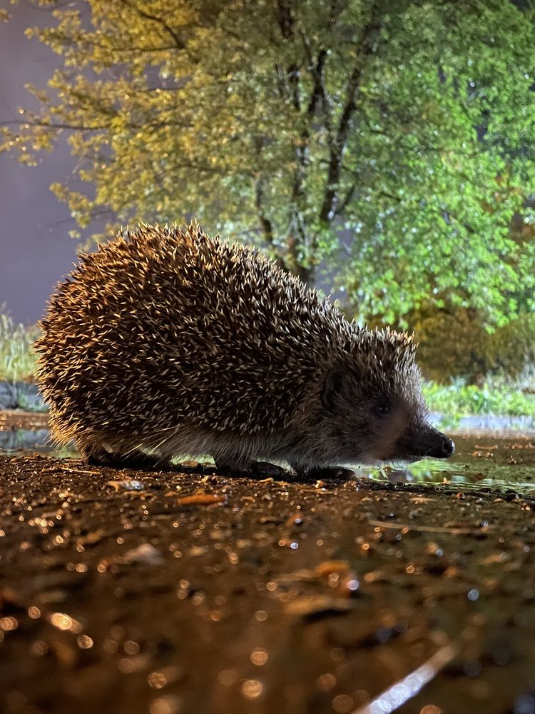 Photograph by Soslan Taraev