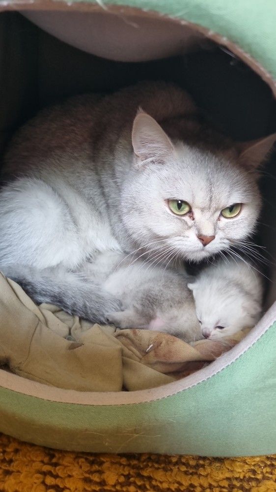 Кошка с котятами