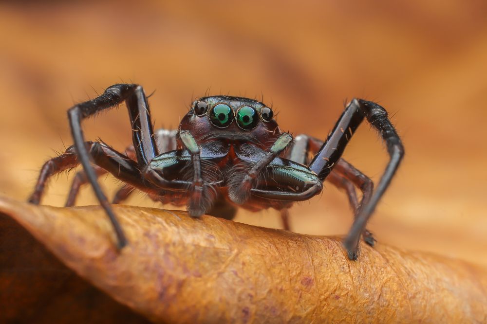 Photograph by Mark Kineth Casindac