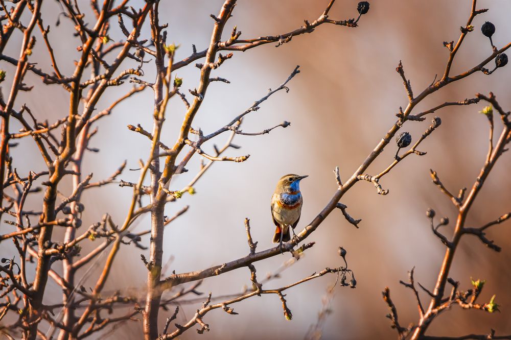 Варакушка на ветке