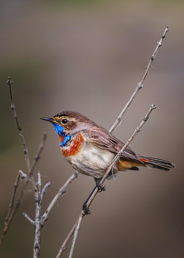 Photograph by Олег Белан