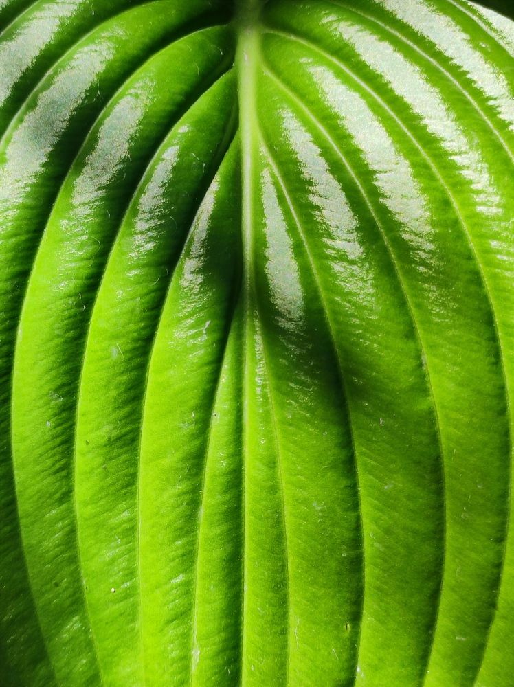 Photograph by Надежда Батракова