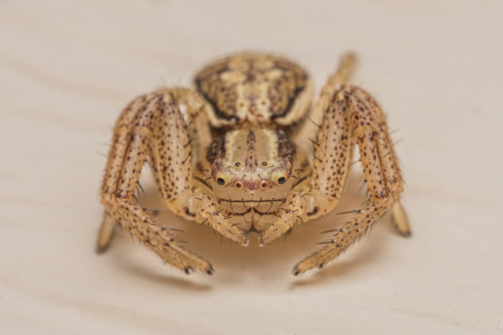 паучёк в ожидании