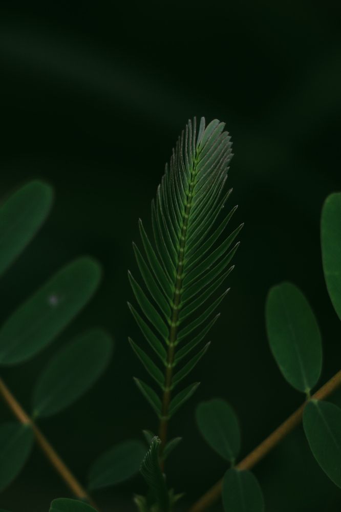 Photograph by Dewindu H. Fernando